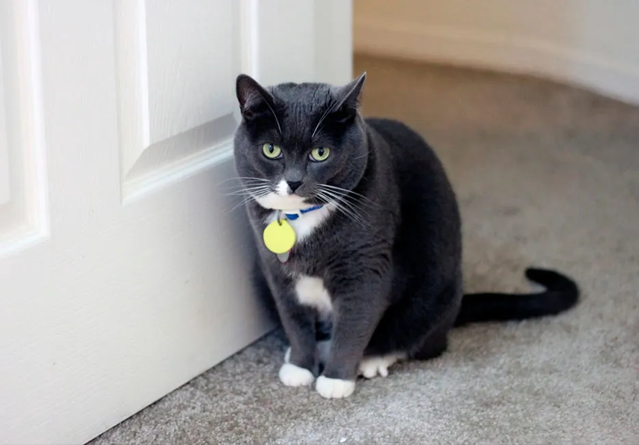 Как защитить межкомнатные двери от домашних животных?